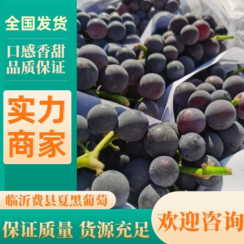 山东葡萄夏黑葡萄1.5~2斤全国发货价格便宜