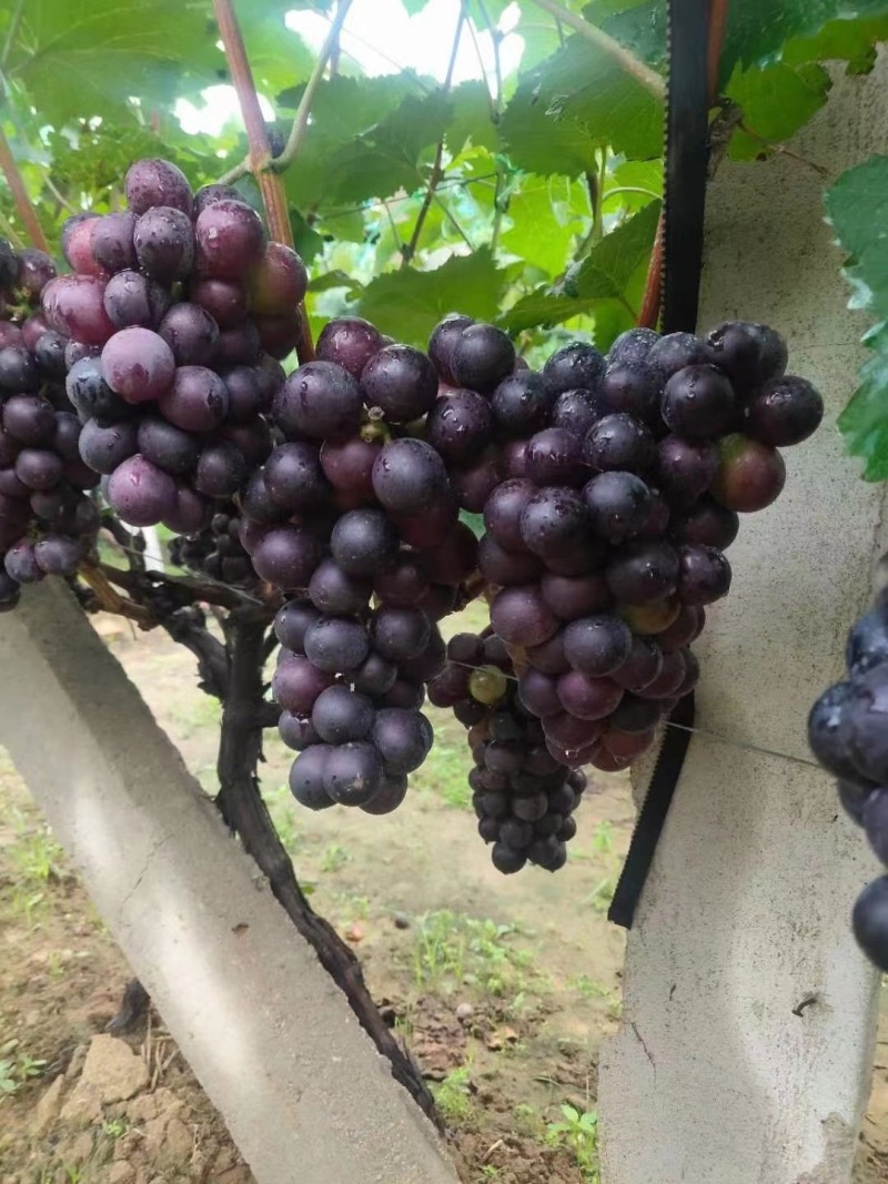 山东葡萄京亚葡萄1.5~2斤产地一手货源全国供应