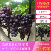 山东葡萄京亚葡萄1.5~2斤产地一手货源全国供应