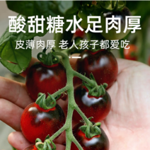 黑美人番茄苗黑宝石番茄苗产量高