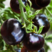 黑美人番茄苗黑宝石番茄苗产量高