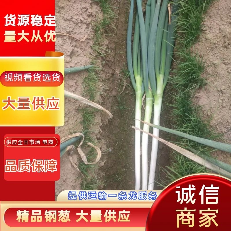 【精品】山西忻州大葱一件代发电商微商快递包邮