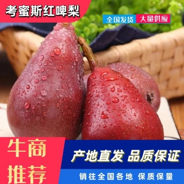 考蜜斯红啤梨大量供应/品质保证/产地直发/可对接商超电商