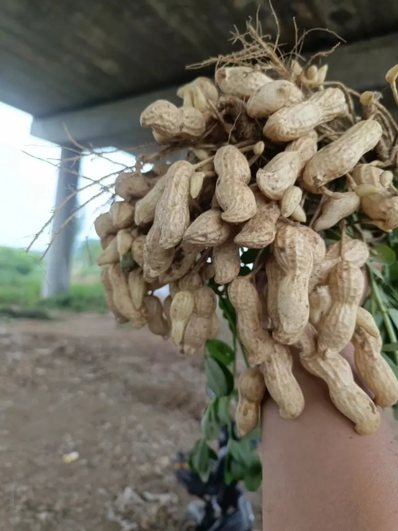 山东白沙系列花生现挖现发对接各大市场电商