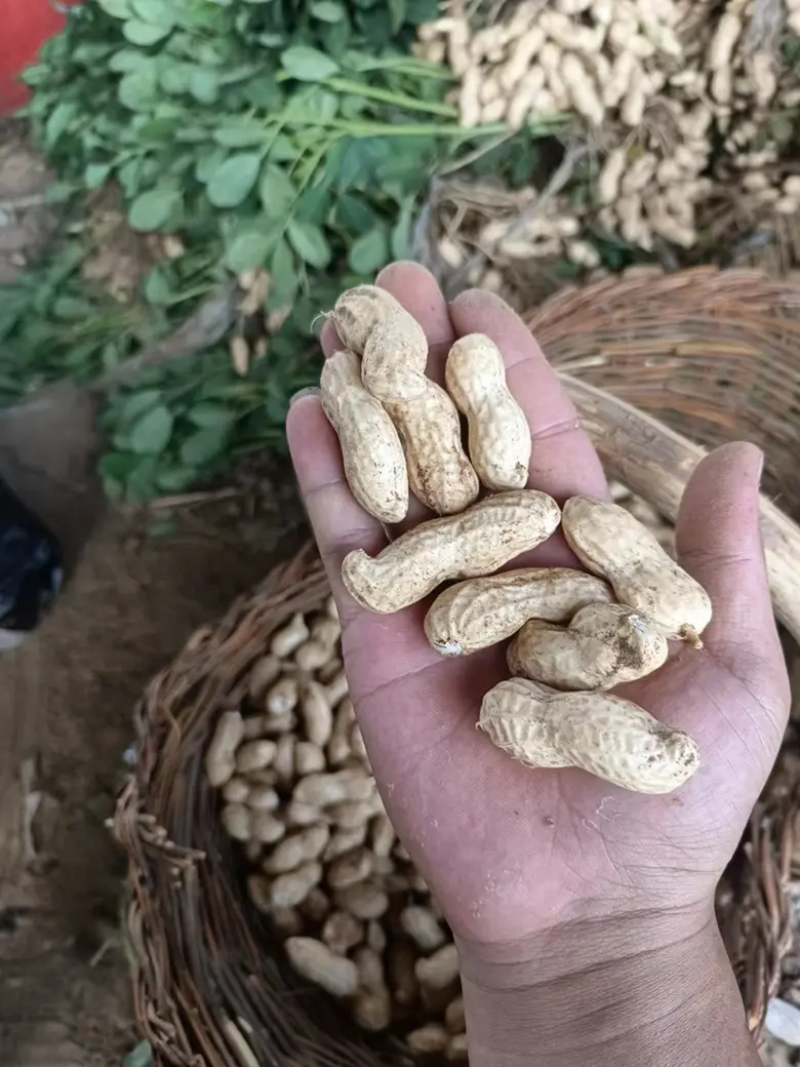 山东白沙系列花生现挖现发对接各大市场电商