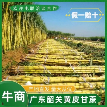 市场电商平台供货广东翁源黄皮甘蔗产地直发量大从优市场