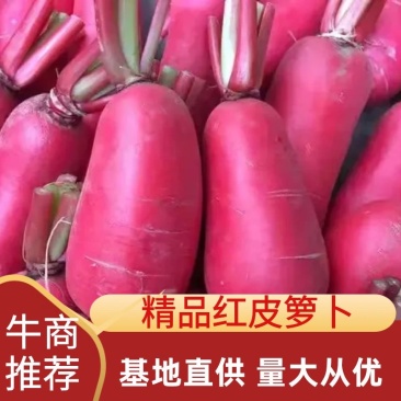 红皮箩卜产地直销看货论价，保质保量，欢迎订购