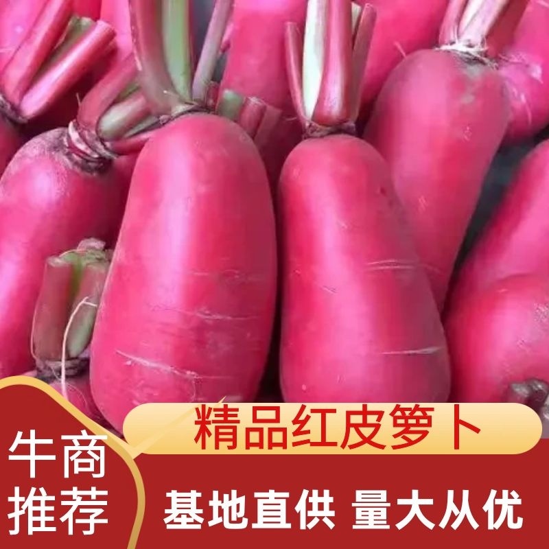 红皮箩卜产地直销看货论价，保质保量，欢迎订购