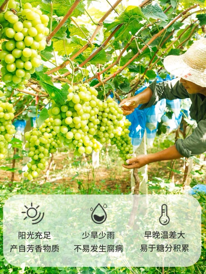 大凉山阳光玫瑰精品【葡萄】个头均匀包熟包甜质优价廉