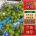 高品质湖南常德阳光玫瑰，颗粒饱满。大小均匀，串行漂亮