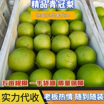 精品青黄冠梨，核小无渣，口感脆甜，需要的联系
