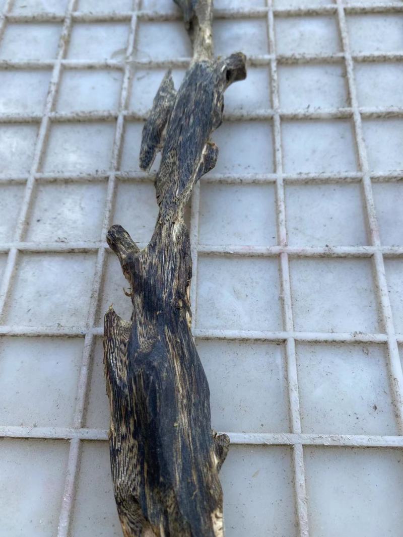 沉香木沉香绿奇楠苗大杯苗生长快，产量高，选好品种