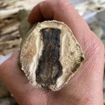 沉香木沉香绿奇楠苗大杯苗生长快，产量高，选好品种