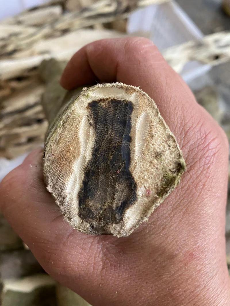 沉香木沉香绿奇楠苗大杯苗生长快，产量高，选好品种