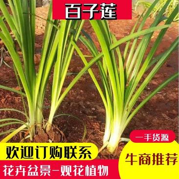 百子莲质量保障价格实惠欢迎各位老板前来合作