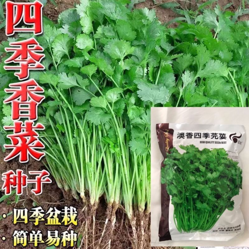 耐寒耐热香菜种子大叶芫荽阳台四季速生香菜种籽种籽农家蔬菜