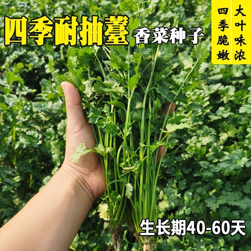 耐寒耐热香菜种子大叶芫荽阳台四季速生香菜种籽种籽农家蔬菜
