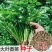 耐寒耐热香菜种子大叶芫荽阳台四季速生香菜种籽种籽农家蔬菜