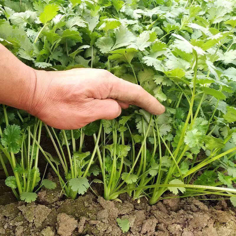耐寒耐热香菜种子大叶芫荽阳台四季速生香菜种籽种籽农家蔬菜
