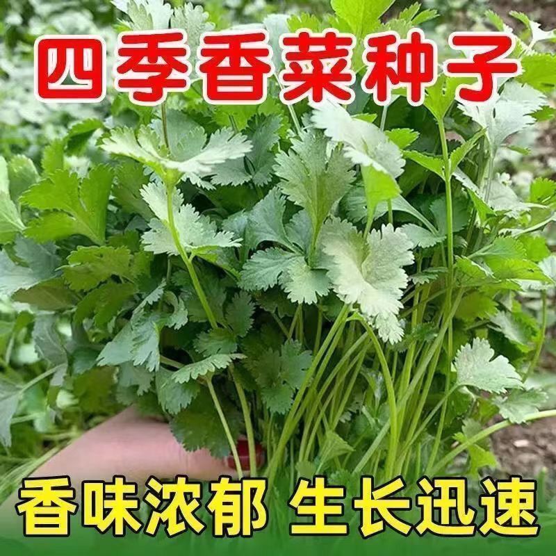 耐寒耐热香菜种子大叶芫荽阳台四季速生香菜种籽种籽农家蔬菜