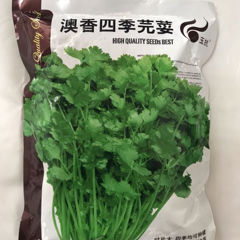 耐寒耐热香菜种子大叶芫荽阳台四季速生香菜种籽种籽农家蔬菜