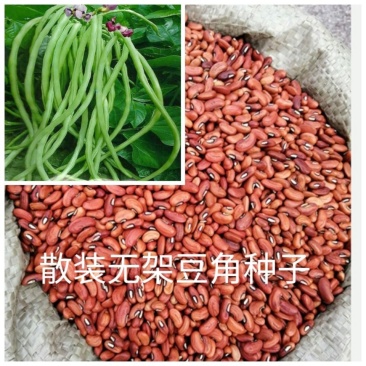 长豆角籽大全不搭架长豇豆种子蔬菜种孑四季播种豆角种子豇豆