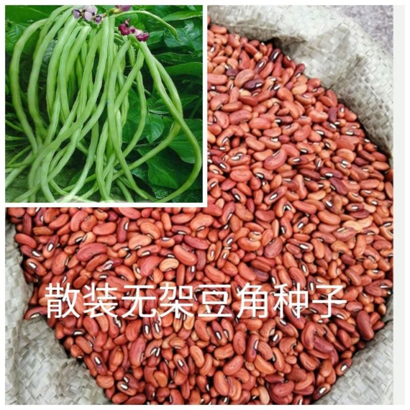 长豆角籽大全不搭架长豇豆种子蔬菜种孑四季播种豆角种子豇豆