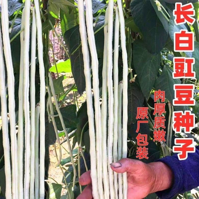 银龙一号白豆角种子白豇豆种籽三尺白玉白豆角种子豇豆种子