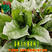 大叶菠菜种子四季冬季籽种冬天种籽耐寒大叶菠菜种子