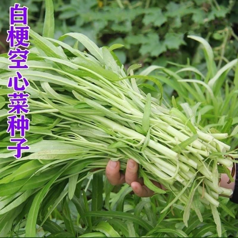 高达泰国柳叶空心菜种子空心菜种子纤维少生长耐高温正宗水培