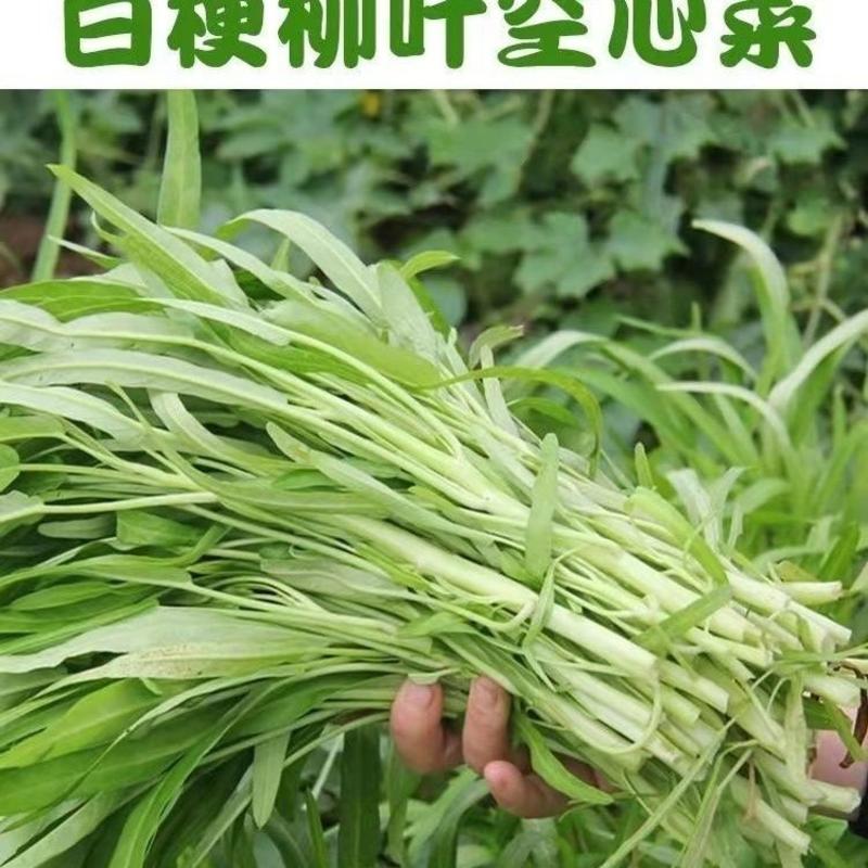 高达泰国柳叶空心菜种子空心菜种子纤维少生长耐高温正宗水培