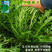 雪菜咸菜种子农家四季播蔬菜种雪里蕻种子雪里红种子