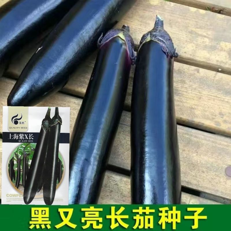 黑油亮茄子种子抗病丰产早熟杂交种春夏秋播种茄子蔬菜种子黑