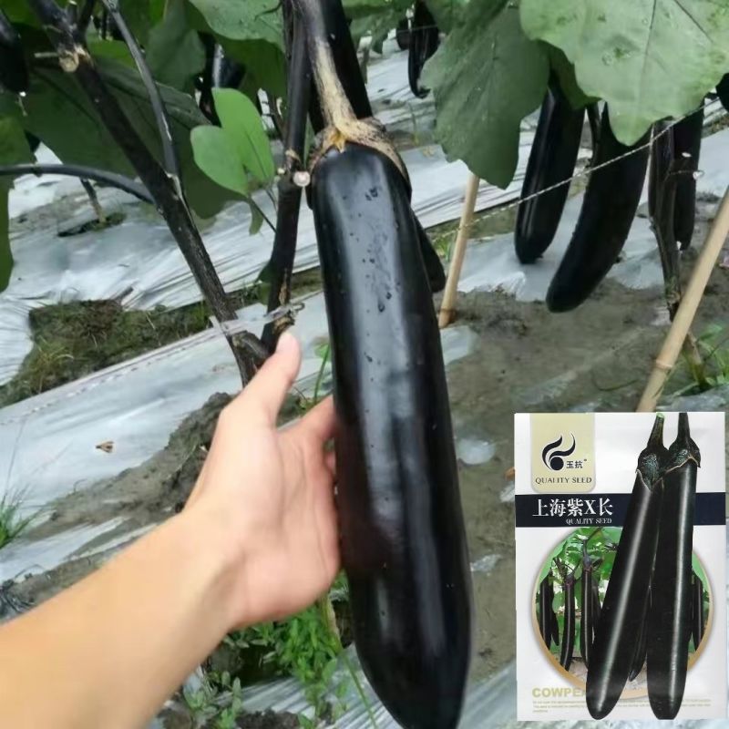 黑油亮茄子种子抗病丰产早熟杂交种春夏秋播种茄子蔬菜种子黑