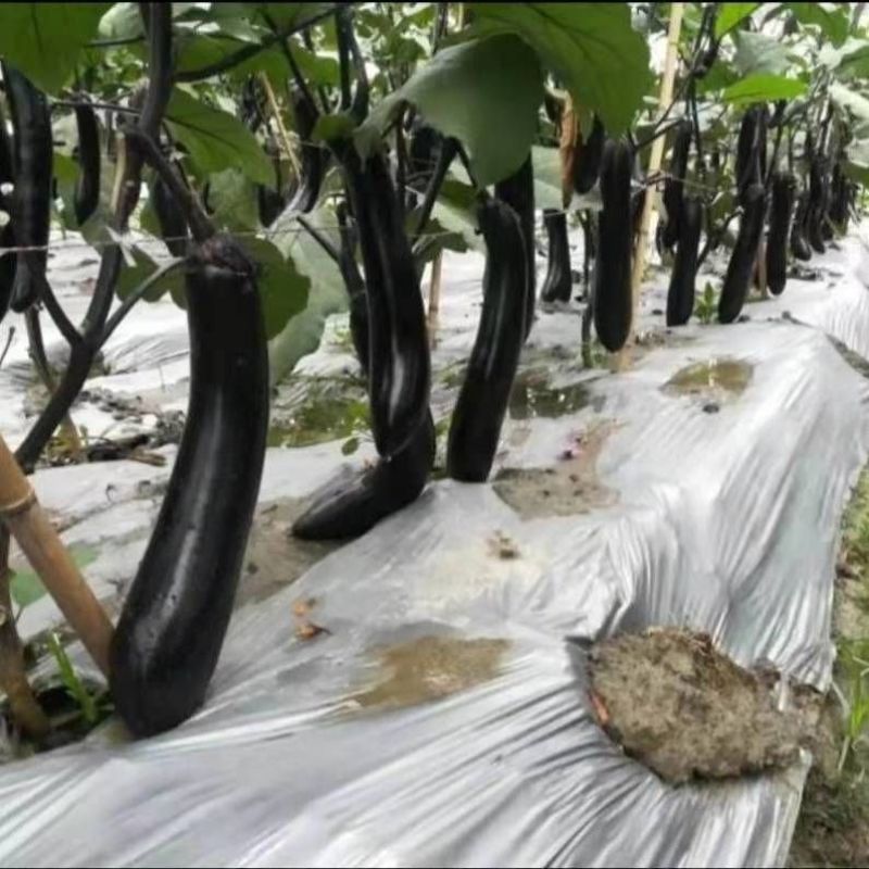 黑油亮茄子种子抗病丰产早熟杂交种春夏秋播种茄子蔬菜种子黑