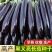 黑油亮茄子种子抗病丰产早熟杂交种春夏秋播种茄子蔬菜种子黑