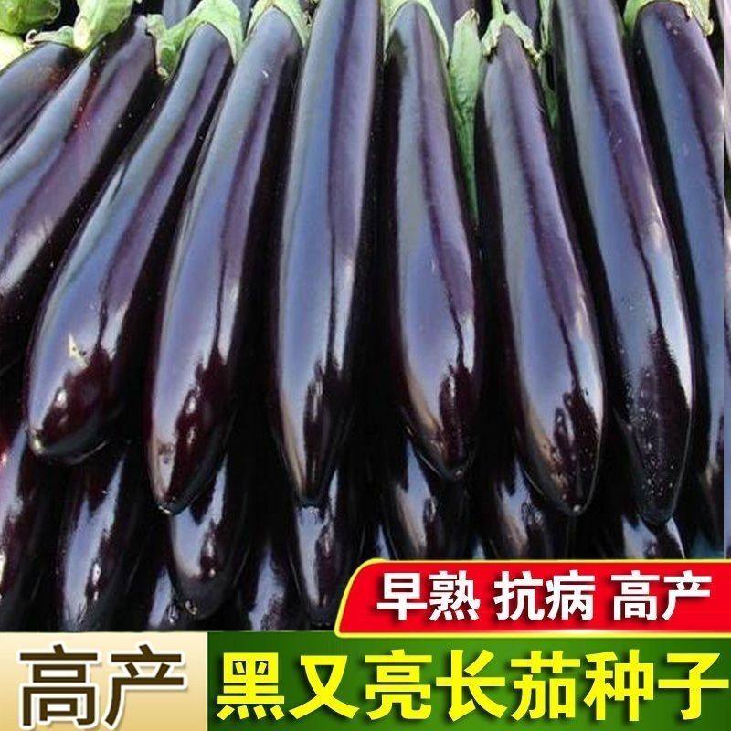 黑油亮茄子种子抗病丰产早熟杂交种春夏秋播种茄子蔬菜种子黑