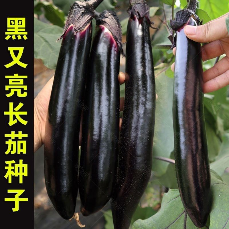 黑油亮茄子种子抗病丰产早熟杂交种春夏秋播种茄子蔬菜种子黑