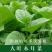 大叶木耳菜种籽蔬菜种子四季春秋冬春季种孑秋季木耳菜种子