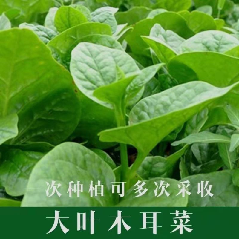 大叶木耳菜种籽蔬菜种子四季春秋冬春季种孑秋季木耳菜种子