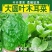 大叶木耳菜种籽蔬菜种子四季春秋冬春季种孑秋季木耳菜种子