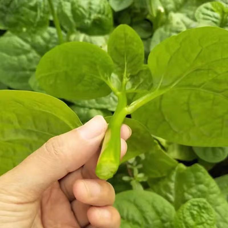 大叶木耳菜种籽蔬菜种子四季春秋冬春季种孑秋季木耳菜种子