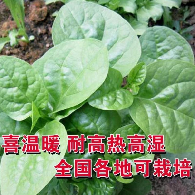 大叶木耳菜种籽蔬菜种子四季春秋冬春季种孑秋季木耳菜种子