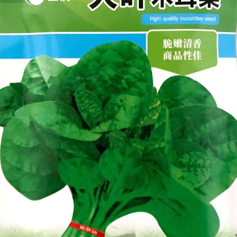 大叶木耳菜种籽蔬菜种子四季春秋冬春季种孑秋季木耳菜种子