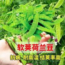 食荷兰豆甜豌豆种子种籽菜豌豆菜籽秋季籽种特级高产豌豆种子