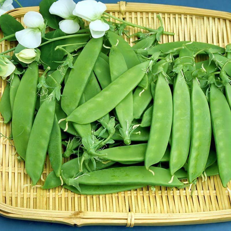 食荷兰豆甜豌豆种子种籽菜豌豆菜籽秋季籽种特级高产豌豆种子