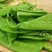 1斤装菜豌豆种子甜脆吃壳肉豌豆种子豌豆种子早熟耐寒丰产蔬