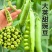 1斤装菜豌豆种子甜脆吃壳肉豌豆种子豌豆种子早熟耐寒丰产蔬