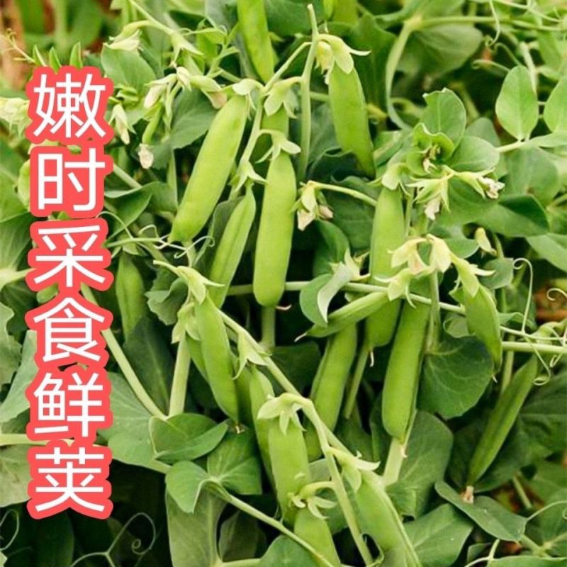 1斤装菜豌豆种子甜脆吃壳肉豌豆种子豌豆种子早熟耐寒丰产蔬