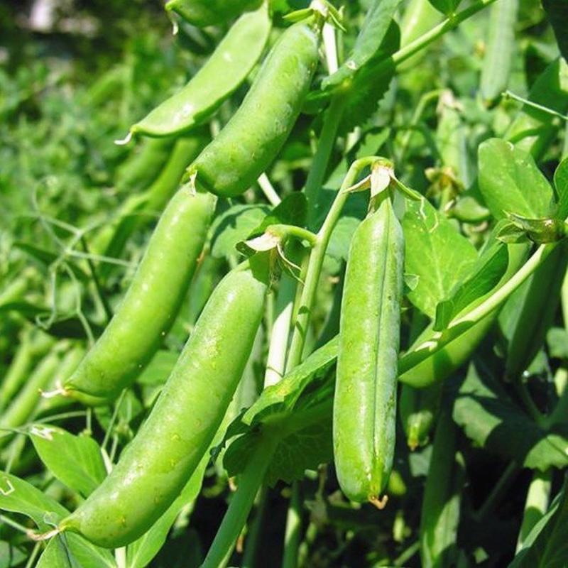 1斤装菜豌豆种子甜脆吃壳肉豌豆种子豌豆种子早熟耐寒丰产蔬